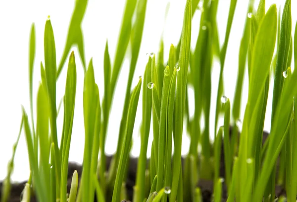 Green shoots of wheat — Stock Photo, Image