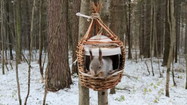 Ekorre Äter Nöt Vinterträ — Stockvideo