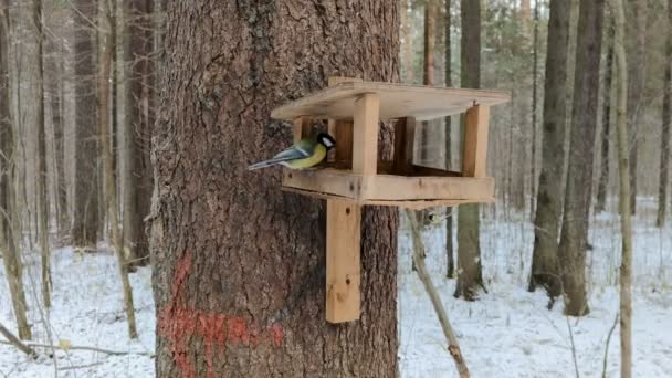 Titmussen Eten Gierst Het Nestkastje — Stockvideo