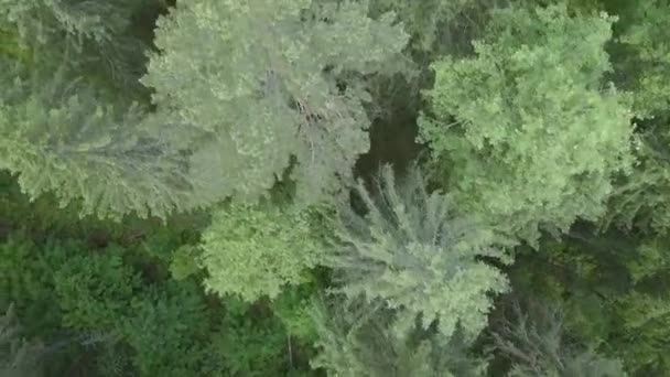 Hava Gözlem Yeşil Ormanı Vahşi Doğa — Stok video