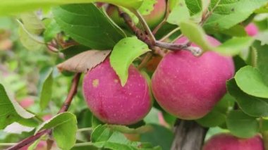 Ağaçtaki kırmızı elmaları kapat