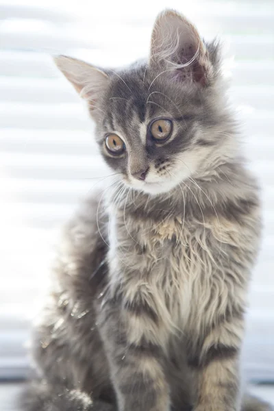Niesamowite kot — Zdjęcie stockowe