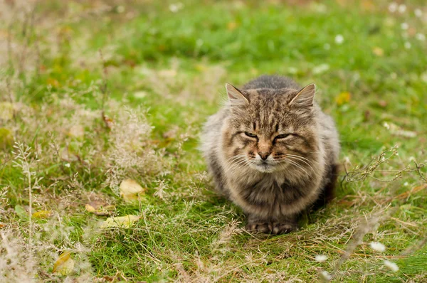 在性质上的一只猫 — 图库照片