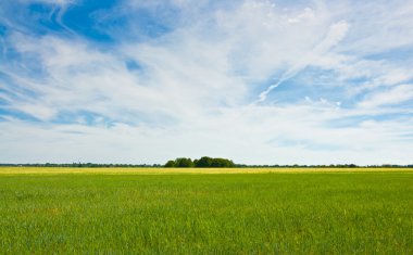Güzel yaz manzarası