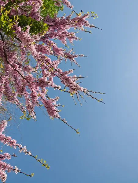 Beautiful pink flowers — Stock Photo, Image