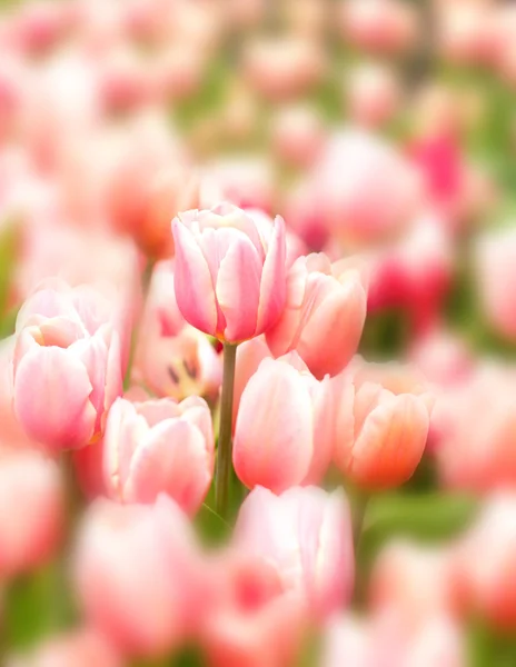 Rosa Tulpen auf verschwommenem Hintergrund — Stockfoto