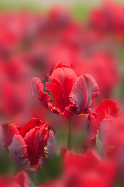 Red tulips on blurred background — Stock Photo, Image