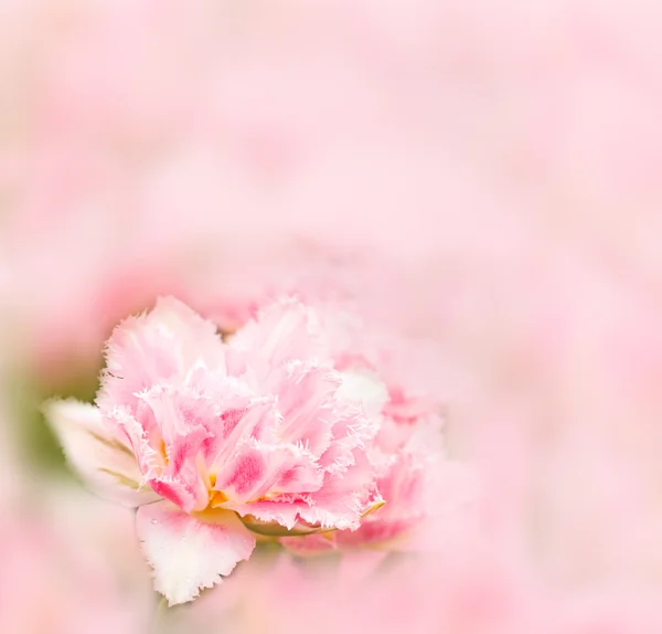 Tulipa rosa no fundo borrado — Fotografia de Stock