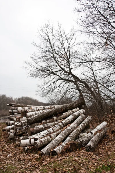 Le bois de chauffage de bouleau — Photo