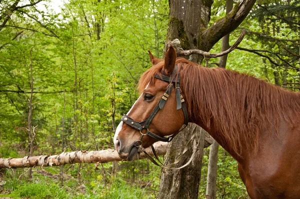 Das braune Pferd — Stockfoto