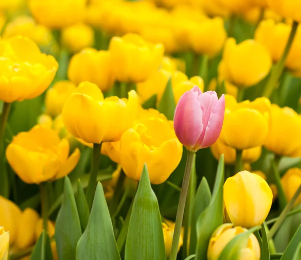 Один розовый тюльпан выделяется среди многих желтых. Концепция индивидуальности — стоковое фото