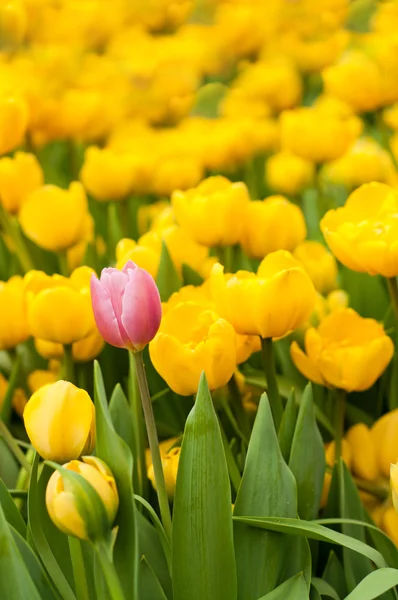 One pink tulip standing out from many yellow ones. Individuality concept — Stock Photo, Image