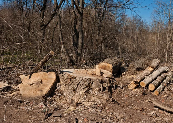 Le bois de chauffage dans la forêt — Photo