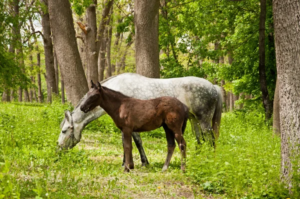 Pferd und Fohlen — Stockfoto