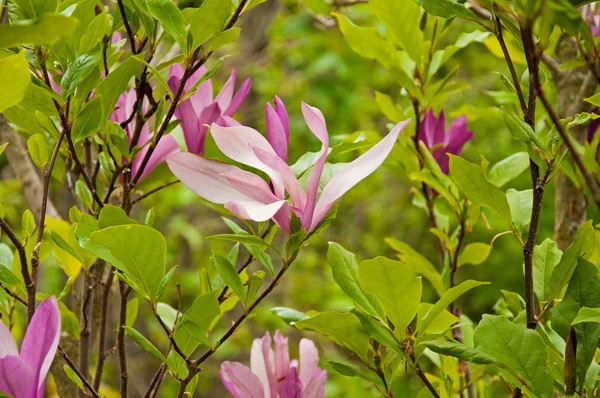 The beautiful Magnolia — Stock Photo, Image