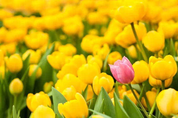 Un tulipán rosa sobresale de muchos amarillos. Concepto de individualidad Imagen De Stock