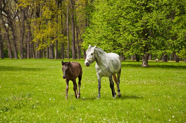 Paard en haar veulen — Stockfoto