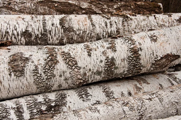 Brzozowe drewno opałowe — Zdjęcie stockowe