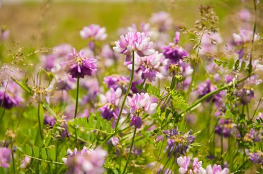 güneşli güzel çiçekler