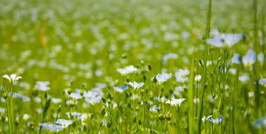 Keten çiçekler çok güzel arka plan