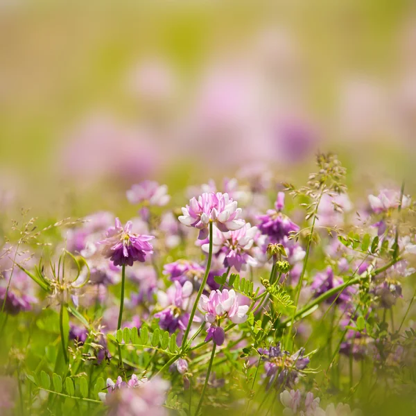 Красивые цветы фон — стоковое фото