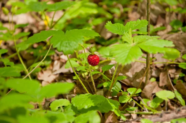 The Wild strawberry — Stock Photo, Image