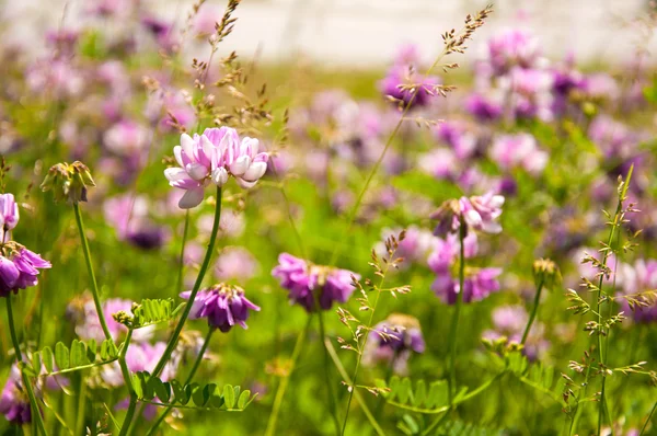 Sunny Flowers background — Stock Photo, Image