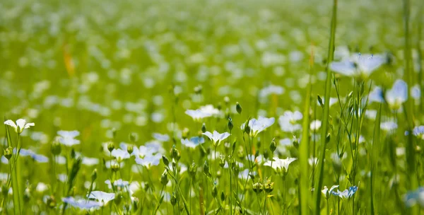 Beautiful linen flowers background — Stock Photo, Image
