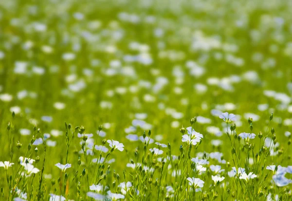 Muchas hermosas flores de lino — Foto de Stock