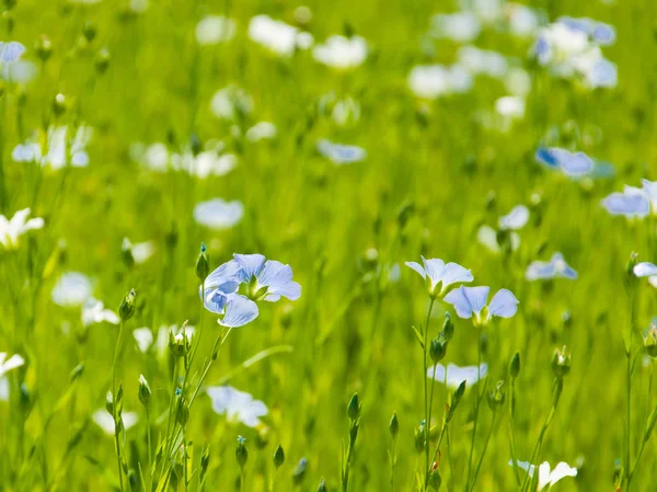 Beautiful linen flowers — Stock Photo, Image