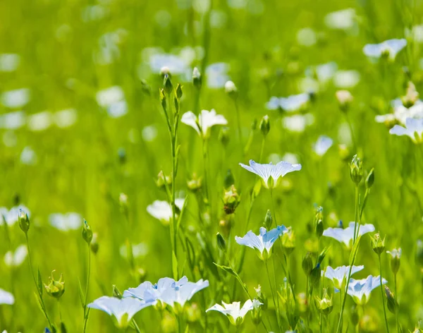 Blue linen flowers background — Stock Photo, Image