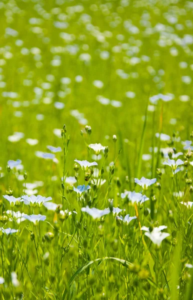 Vackra blå linne blommor bakgrund — Stockfoto