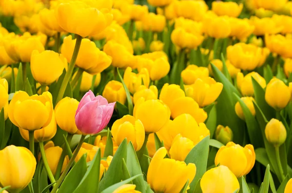 Een roze tulp staande uit vele gele degenen. Individualiteit concept — Stockfoto
