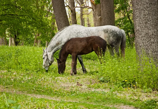 Pferd und Fohlen — Stockfoto