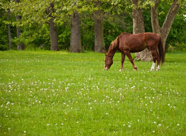 Koně jíst trávu — Stock fotografie