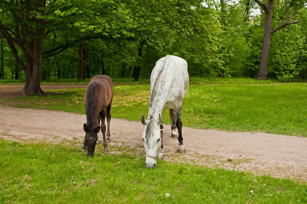 Stute und ihr Fohlen — Stockfoto