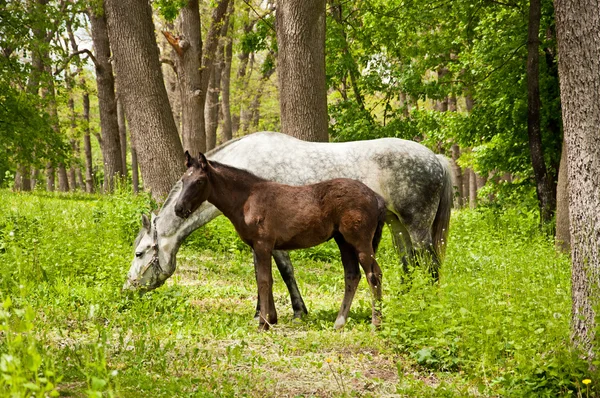 Fohlen und Pferd — Stockfoto