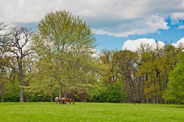 Caballos en el prado — Foto de Stock