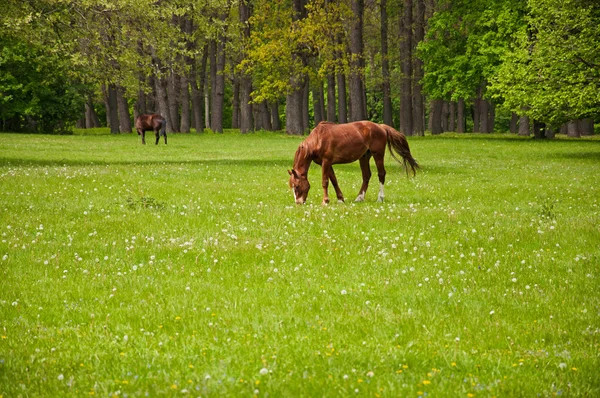 Een paard eet het gras — Stockfoto