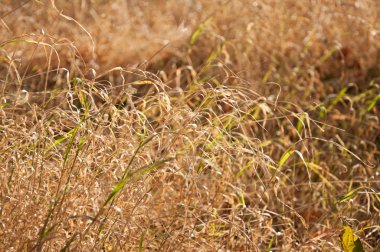 güzel sonbahar arka plan
