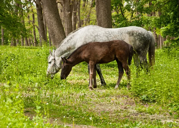 Merrie en haar veulen — Stockfoto