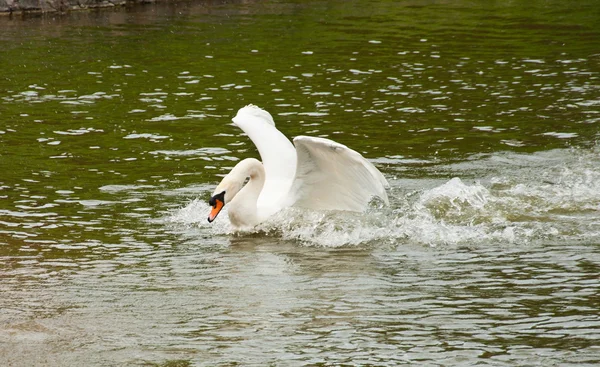 A White Swan — Stock Photo, Image