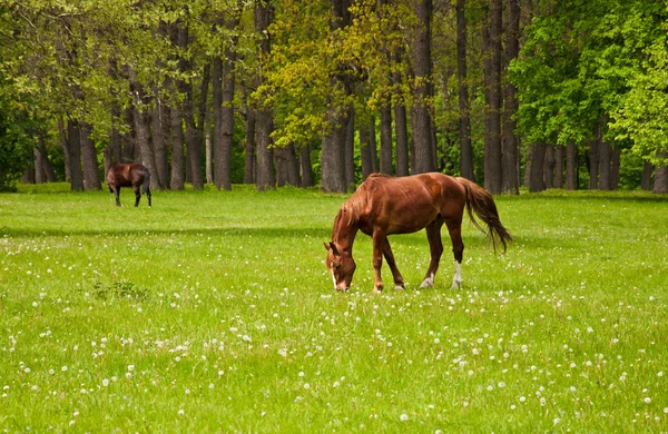 Ein Kastanienpferd frisst das Gras — Stockfoto