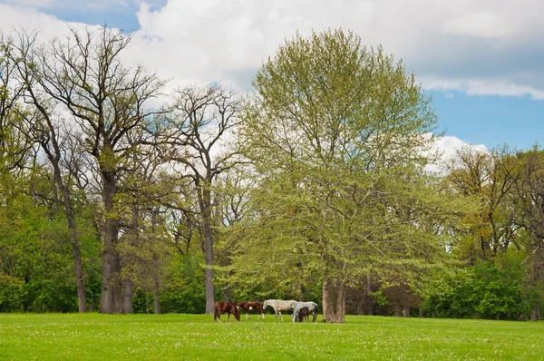 Chevaux sur la prairie — Photo