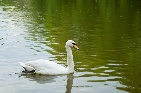 Un hermoso cisne — Foto de Stock