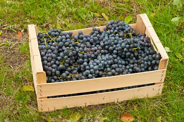 Uvas de vinho na caixa — Fotografia de Stock