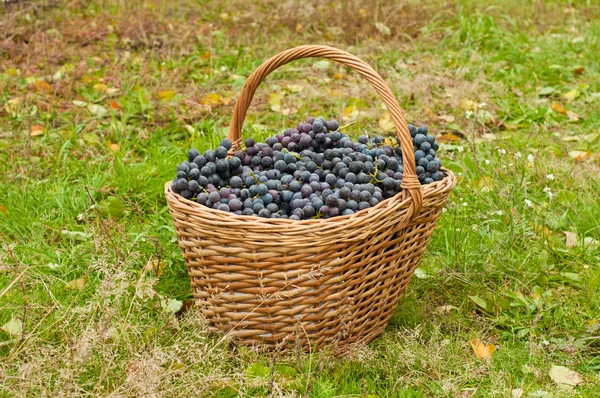 Vinné hrozny v košíku — Stock fotografie