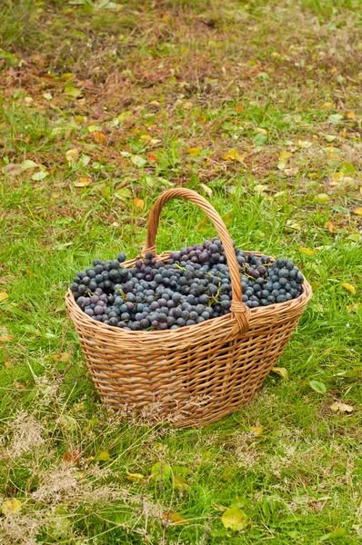 Uvas de vino en cesta — Foto de Stock