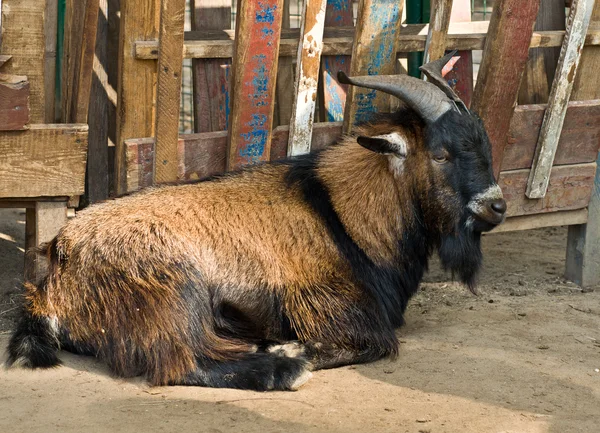 Die Ziege — Stockfoto