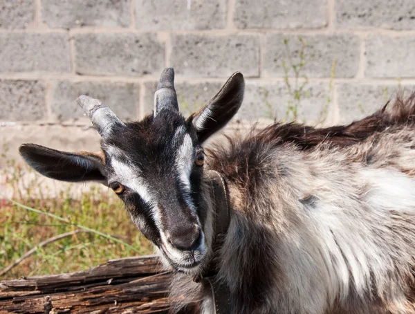 Das Porträt der Ziege — Stockfoto